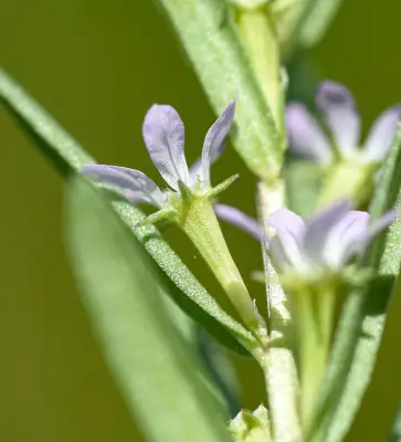 Lythrum hyssopifolia L.