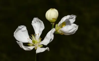 Citrus trifoliata L.