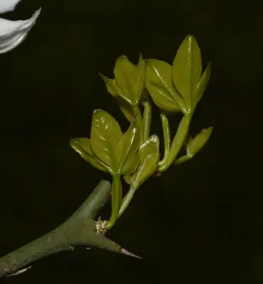 Citrus trifoliata L.