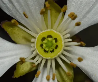 Citrus trifoliata L.