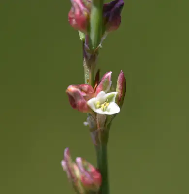 Polygonum brasiliense K.Koch