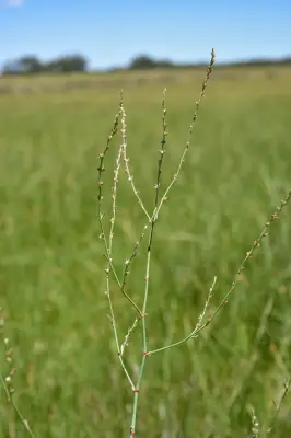 Polygonum brasiliense K.Koch