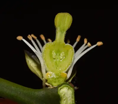Citrus trifoliata L.