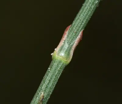 Ephedra triandra Tul.