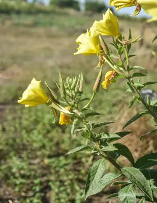 Oenothera glazioviana Micheli