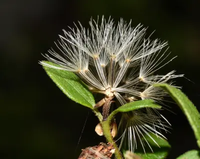 Chromolaena pedunculosa (Hook. & Arn.) R.M.King & H.Rob.