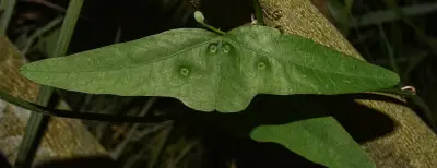 Passiflora misera Kunth