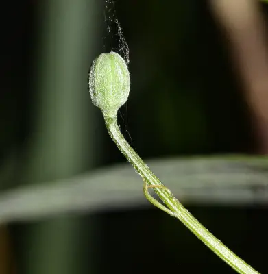 Passiflora misera Kunth