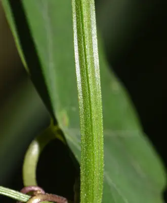 Passiflora misera Kunth