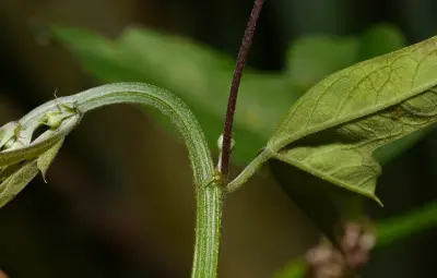Passiflora misera Kunth