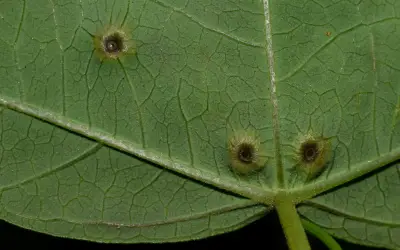 Passiflora misera Kunth