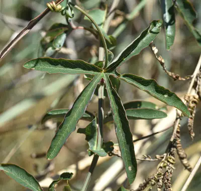 Passiflora caerulea L.