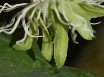 Passiflora misera Kunth
