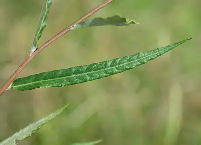 Lessingianthus pseudoincanus (Hieron.) Dematt. & Angulo