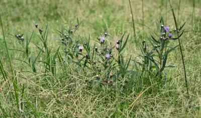 Lessingianthus pseudoincanus (Hieron.) Dematt. & Angulo