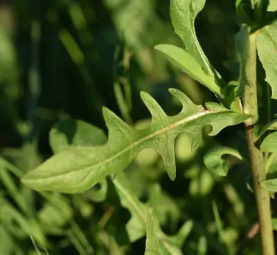 Cichorium intybus L.