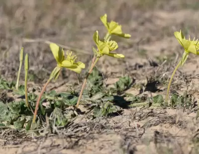 Oenothera longiflora subsp. longiflora
