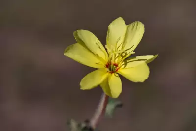 Oenothera longiflora subsp. longiflora