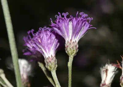 Vernonia incana Less.