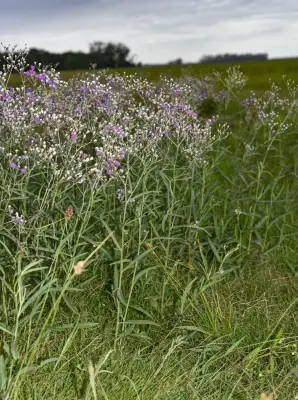 Vernonia incana Less.