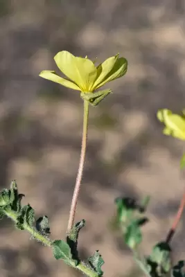 Oenothera longiflora subsp. longiflora