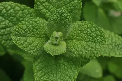 Mentha rotundifolia (L.) Huds.