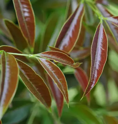 Myrcianthes pungens (O.Berg) D.Legrand