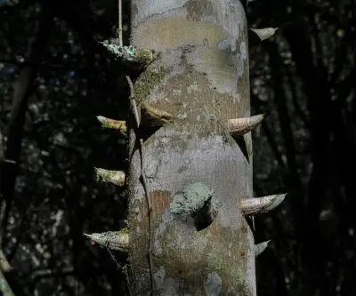 Zanthoxylum rhoifolium Lam.