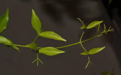 Dolichandra unguis-cati (L.) L.G.Lohmann