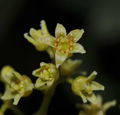 Lithraea brasiliensis Marchand