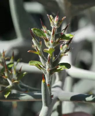 Colletia paradoxa (Spreng.) Escal.