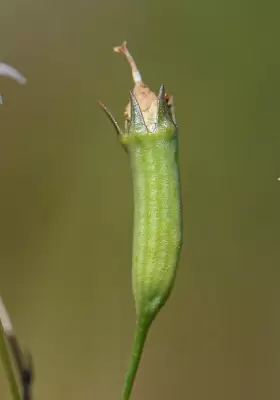 Wahlenbergia linarioides (Lam.) A.DC.