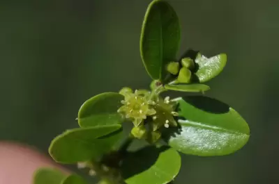 Scutia buxifolia Reissek in Mart.