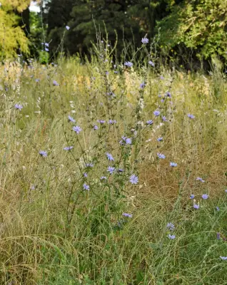 Cichorium intybus L.