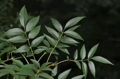 Fraxinus excelsior L.