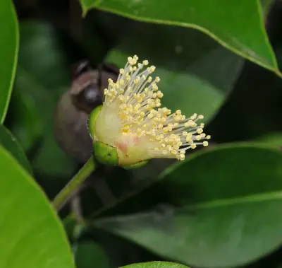 Myrcianthes pungens (O.Berg) D.Legrand