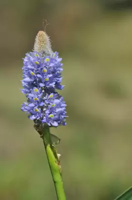 Pontederia ovalis Mart. ex Schult. & Schult.f.