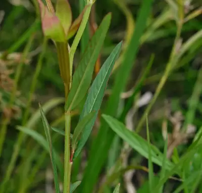 Ludwigia bonariensis (Micheli) H.Hara