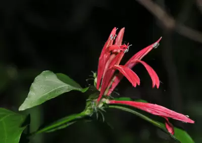 Justicia brasiliana Roth