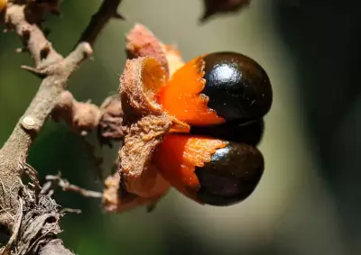 Cupania vernalis Cambess.