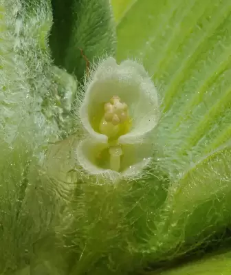 Pistia stratiotes L.