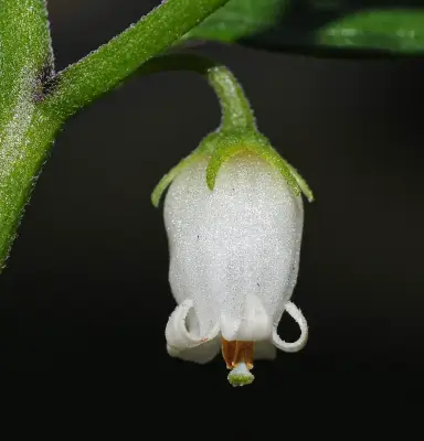 Salpichroa origanifolia (Lam.) Thell.