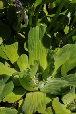Pistia stratiotes L.