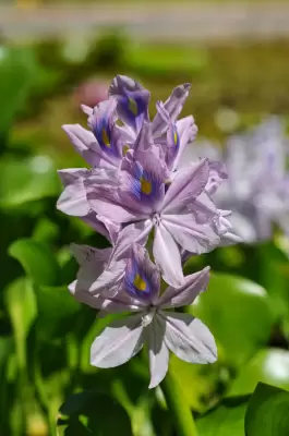Pontederia crassipes Mart.