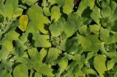Pistia stratiotes L.