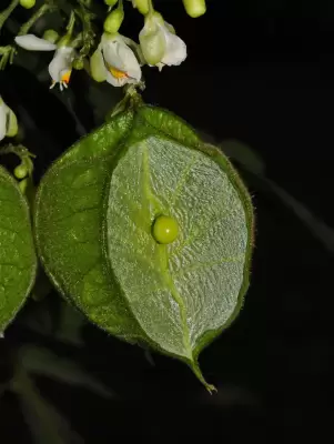 Cardiospermum grandiflorum Sw.
