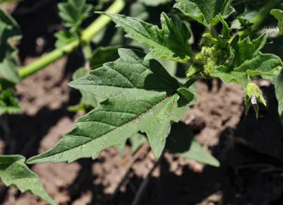 Anoda cristata (L.) Schltdl.