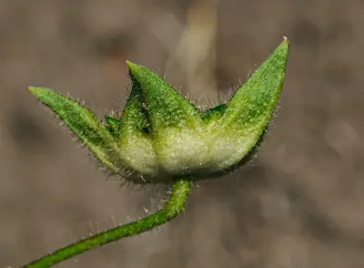 Anoda cristata (L.) Schltdl.