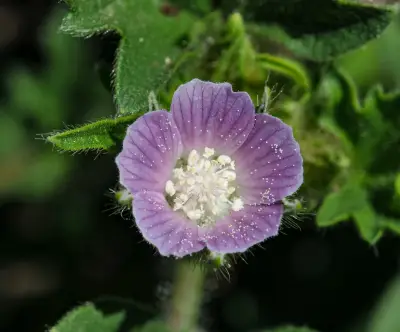 Anoda cristata (L.) Schltdl.
