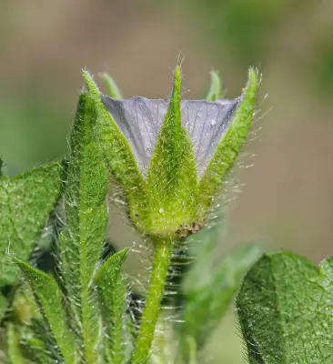 Anoda cristata (L.) Schltdl.
